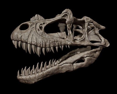 ceratosaurus cranio dinosauro giurassico creatura preistorico dino scheletro trex osso raptor carnivoro predatore animale bestia fossile tirannosauro arte sculture 3d print model - Mito3D