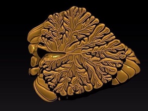 cérébelleux disparu anatomie Humain corps cerveau science biologie 3d print model - Mito3D