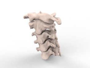 cervical spine c1-c5 science body neck bone anatomy sceleton astronomy physics 3d print model - Mito3D