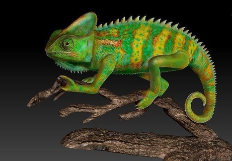 camaleão chamaeleo calyptratus réptil lagarto escamoso selvagem animal natureza criatura iguana arte esculturas 3d print model - Mito3D
