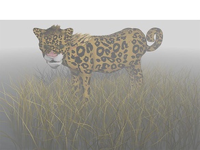 guepardo jaguar in relva chimpanzé puma leona bengala garra pele arte 3d print model - Mito3D