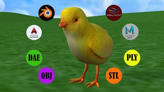 chick bird chicken animal farm pollito pio poly game ready feather egg animals 3dprint art sculptures statue nature 3d print model - Mito3D