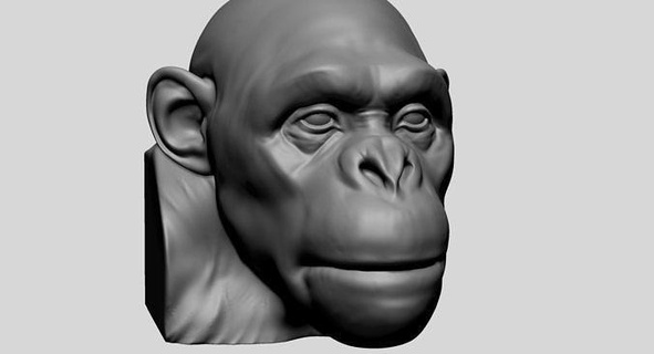 chimpanzé tête imprimable animaux visage anatomie mammifère zbrush oreille animal singe nez bouche 3dprint impression art sculptures 3d print model - Mito3D