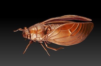 Zikade Insekt wirbellos Fliege Tier Tierwelt Natur Wissenschaft Biologie 3d print model - Mito3D