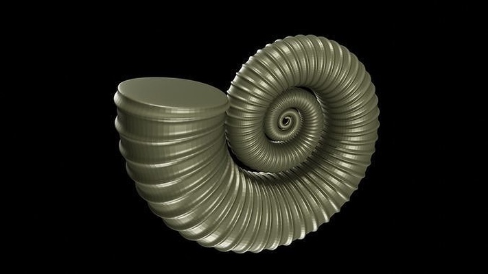 siyoseratitler ammonoid kabuk amonyak ammonit deniz kabuğu kafadanbacaklılar fosil hayvan yumuşakçalar süslü süsleme elementler omurgasız paleontoloji 3d model yazdır bilim biyoloji 3d print model - Mito3D