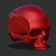 pulito cranio testa osso arte umano corpo statua anatomia fisiologia biologia Stampa sculture 3d print model - Mito3D