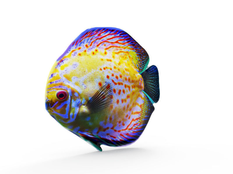 la couleur des poissons art du poisson de mer animal marine carieban d'autres 3D print model - Mito3D
