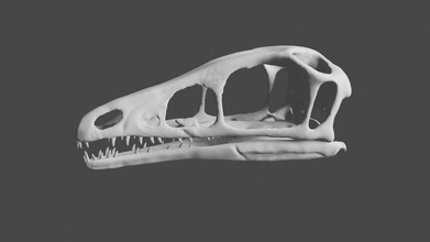 compsognathus cranio dinosauro osso animale fossile compy mascella estinto dino giurassico creatura scheletro preistorico scienza biologia 3d print model - Mito3D