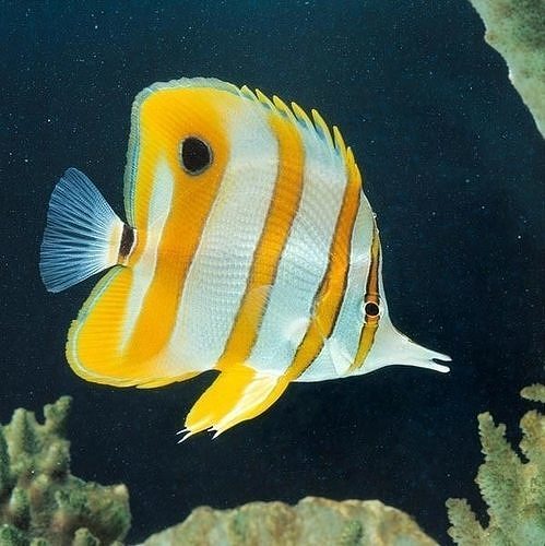 copperband butterfly fish marine saltwater coral ocean turtle sea underwater diver tropical reef water shark aquarium nature science biology 3D print model - Mito3D