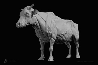 cow-bovine anatomy animal mammal horn cow body science ecorshe bovine muscles ecorche 3d print biology 3d print model - Mito3D