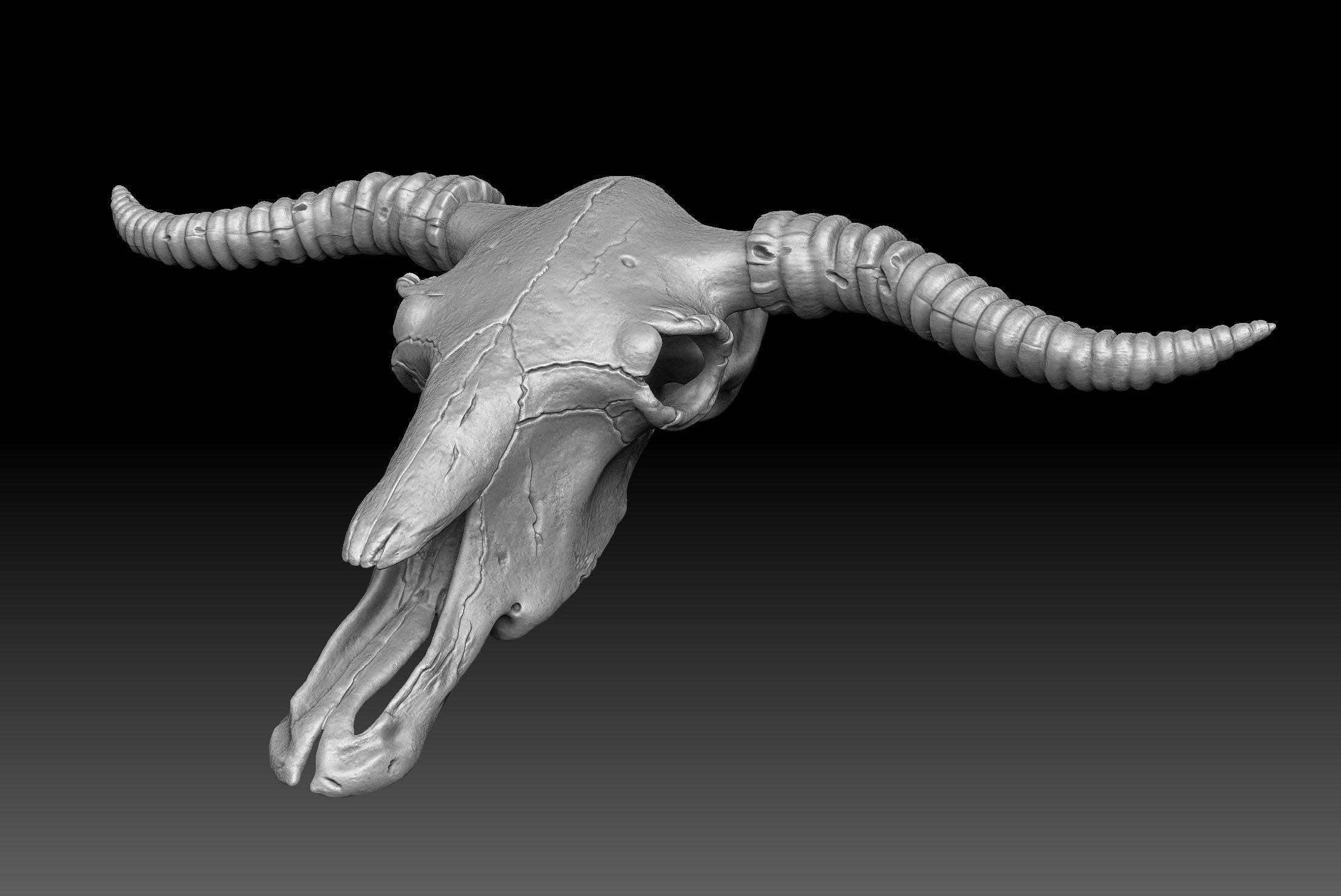 la vache le crâne art animal squelette de décoration imprimable sculptures décor 3D print model - Mito3D