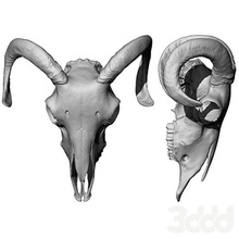 vache crâne anatomie illustration isolé corps biologie humain muscle disjoint science chimie blanc présentation fermer publicité avion art sculptures 3d print model - Mito3D