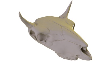 Kuh-Schädel-3d-Modell Kuh Schädel Tier farm Wüste Tier-Skelett Natur säugetier Milch horn Knochen fossil Anatomie Wissenschaft Biologie sand Gelände 3d print model - Mito3D