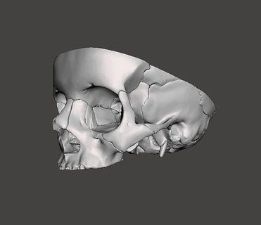 craneo buco detallado cranio osso calavera anatomia ossatura carattere scienza medicinale estudio realistico cervello organi Intendo encefalo cara viso cadabro umano biologia 3d print model - Mito3D