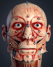 cranial facial reconstruction - european male muscle skull science medical head face 3dscan sculpt 3d print model - Mito3D