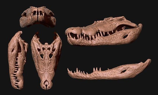 crocodylus porosus skull - cnc bone horns jewerly wood head anatomy skeleton dead death animal science metal miniatures biology printable jewellery gold matrix silver 3d print model - Mito3D
