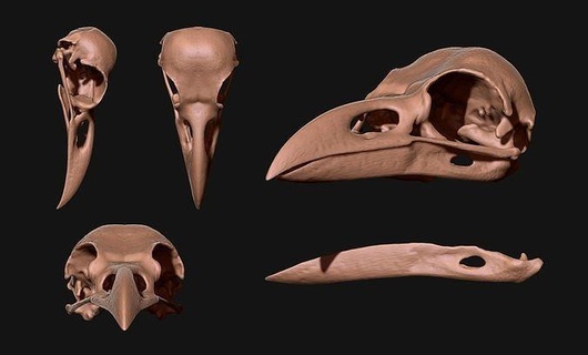 crow raven corax crâne cnc os bijoux tête anatomie squelette morte mort animal science métal miniatures biologie corbeau figurines 3d print model - Mito3D