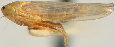 dalbüs hizmetçi ağustos böceği sıklıkla dalbusmaidiz Figura tarım böcek Bilim 3d print model - Mito3D
