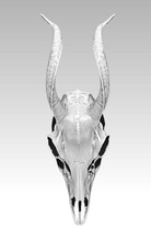 deatiled antelope disambiguation head skull horn mammals desert death american paleontology nature taxidermy detailed jewel jewelry pendant statue vintage silver printable animal art sculptures 3d print model - Mito3D