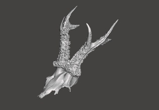 deer antlers - horns skull no2 3d 3dprint character creature quality scalemodel art wild hunting animals nature realistic head bone scans replicas 3d print model - Mito3D