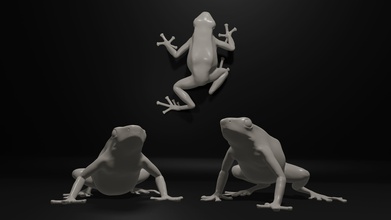 dendrobate auratus poison dard grenouille in 3 pose crapaud animal créature flèche toxique imprimable vie dimensionné nature jungle science 3d print model - Mito3D