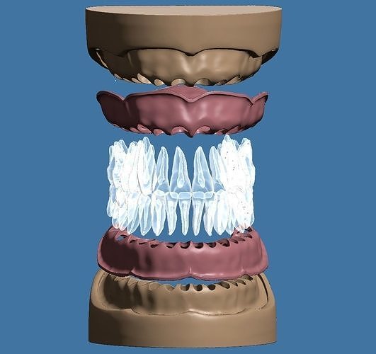 dental anatomie base passen to anatomisch zähne modell stichprobe emaille zahn mund zahnarzt zahnheilkunde molar dentition unterkiefer oberkiefer zahntechnik wissenschaft biologie 3D print model - Mito3D