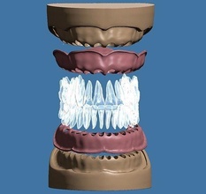 dental anatomía base ajuste to anatómico dientes modelo muestra esmalte diente boca dentista odontología molar dentición mandibular maxilar tecnología ciencias biología 3d print model - Mito3D