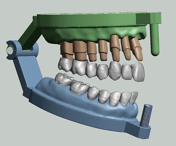 dentaire anatomie modèle cambre dents dent couronne racine bouche dentisterie technologie science biologie 3D print model - Mito3D