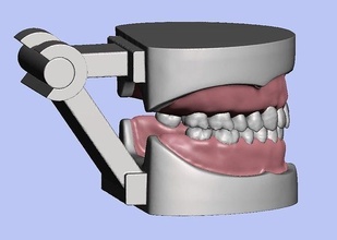 d008 dentale anatomia modello naturale dente gomma articolatore protesi denti odontoiatria mascella radice osso orale bocca dentista incisivo tecnologia scienza biologia 3d print model - Mito3D