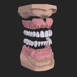 dental anatomía modelo real médico caso funda odontología dientes dentista oral medicamento mandíbula diente impresión médica huella 3dprinting dentadura Ciencias humano hueso dentición boca biología 3d print model - Mito3D