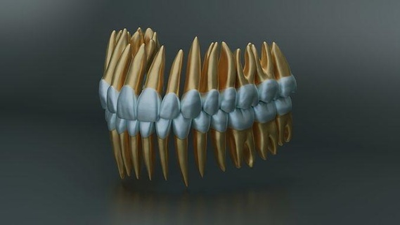 dental anatomy root structures dentistry teeth tooth dentist medical molar medicine enamel mouth mandibular abstract nature care dentin science people dent biology 3d print model - Mito3D