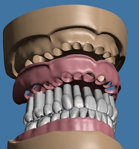 dental model maxillary mandibular soft tissue version dentistry molar teeth tooth anatomy science biology mouth smile enamel dentin bone 3D print model - Mito3D