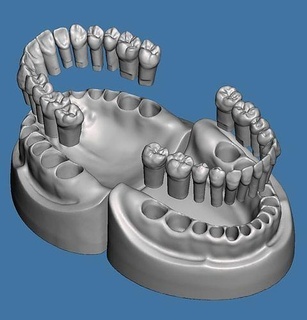 dentaire modèles Naturel dents typodonte maxillaire mandibulaire anatomie dentisterie dentiste dent bouche science biologie brosse molaire émail dentine médicament 3d print model - Mito3D