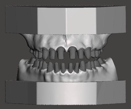 dental prática modelo anatomia mandíbula maxilar técnico dentário tecnologia dentária dentista escultura dente ciência biologia 3d print model - Mito3D