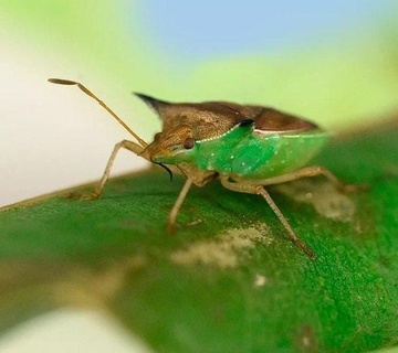 dichelops gegabelt insekt magen verde dichelopsforcatus figura maqueta agro wissenschaft 3d print model - Mito3D