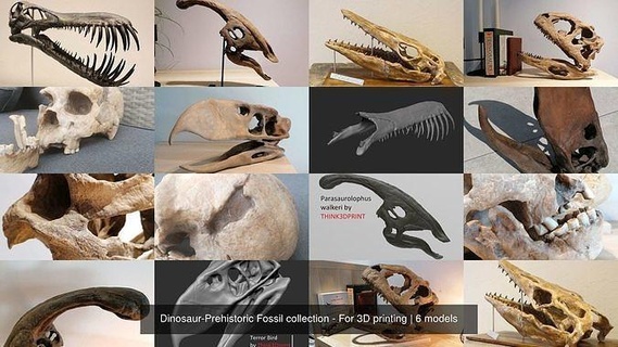 dinosaur prehistoric fossile collezione 3d stampa dinosauro paleontologia cranio dino estinto scienza biologia 3d print model - Mito3D