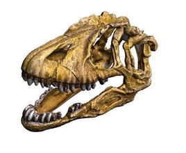 dinozor kafatası 2 paleontoloji diş biyoloji evrim canavar nesli tükenmiş hayvan yalıtılmış müze bilim sürüngen sanat taramalar kopyalar 3d print model - Mito3D
