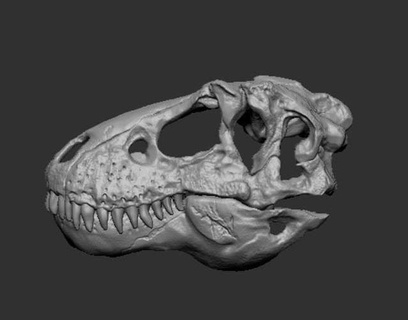 dinosaurio cráneo reptil mandíbula naturaleza anatómico animal tiranosaurio depredador anatomía esqueleto hueso lagartija diente jurásico bestia criatura monstruo prehistórico esculturas arte 3d print model - Mito3D