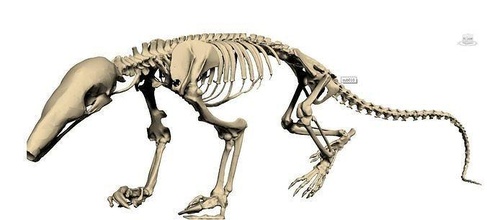 dinossauro mamífero esqueleto bolshoy gigante dinossauros pneus ciência 3d print model - Mito3D