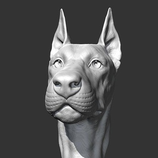 Doberman baş am17 3d Yazdır model hayvan büst heykel anıt indir heykelcik yazıcı Yavru kedi minyatür minyatürler Sanat heykeller 3d print model - Mito3D