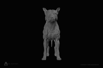 dog canine anatomie canin animal chien compagnie pitbull ecorshe ecorche musclé os muscles zbrush art sculptures musculature anatomique 3d print model - Mito3D