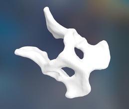 perro pelvis hueso pélvico 3dscan stl whatcanyoudesignwiththis ciencias biología 3d print model - Mito3D