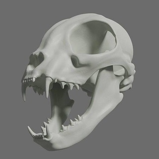 Doméstico gato cráneo naturaleza animal muerte escultura felino Gato domestico Arte esculturas 3d print model - Mito3D