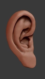 kulak model modeli ear3d anatomi ear3dmodel Sanat heykeller 3d print model - Mito3D