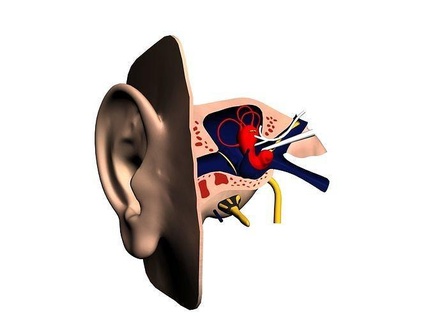 orelha seção 3d modelo resumo corpo audição Caracol tímpano martelo bigorna arte anatomia órgão kulak imprimível 3dprint 3dmodel biologia humano Ciência 3d print model - Mito3D