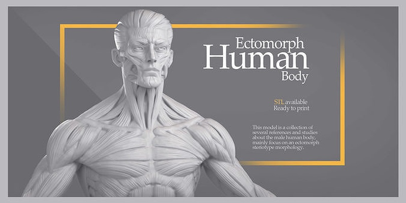 ectomorfo humano cuerpo stl anatomía educación hombre ecorche ciencias biología 3d print model - Mito3D