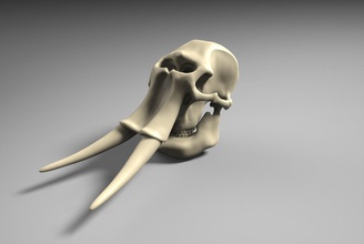 elefante cranio ossatura anatomico scheletrico osso mascella scheletro anatomia mammut mammuthus denti preistorico passato dinosauro miniature animale scienza biologia 3d print model - Mito3D