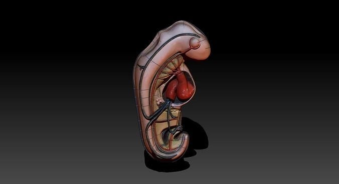 embrione umano utero biologia medico medicinale scienza apprendimento formazione scolastica scuola 3D print model - Mito3D