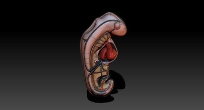 embrión humano útero biología biologia médico medicamento ciencias aprendizaje educación colegio escuela 3d print model - Mito3D