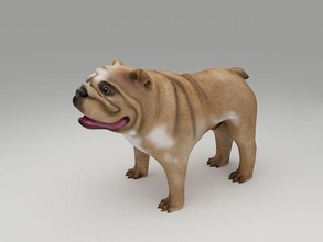 inglés buldog 3d impresión modelo perro mascota animal textura toro perrito arte esculturas 3d print model - Mito3D